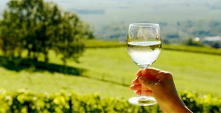 Vineyard Investment: How to do it, and is it worth it?