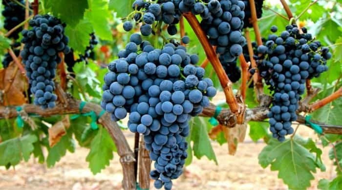 Tempranillo wine grapes need warm days and cooler nights and are best grown at relatively high altitudes.