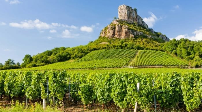 Mâconnais has a much warmer climate than the other Burgundy regions. The harvest in this area starts two weeks earlier than the one in Chablis.