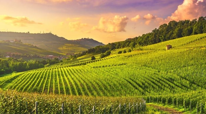 Over 500 grapes are grown in Italy. Over 100 of these grape varietals are used to make Italian red wine.