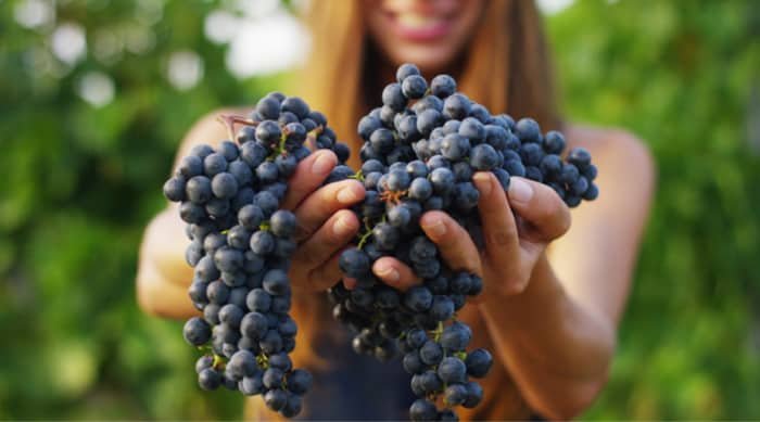 Italy produces some of the most flavourful red grape varieties to produce their Italian red wine.