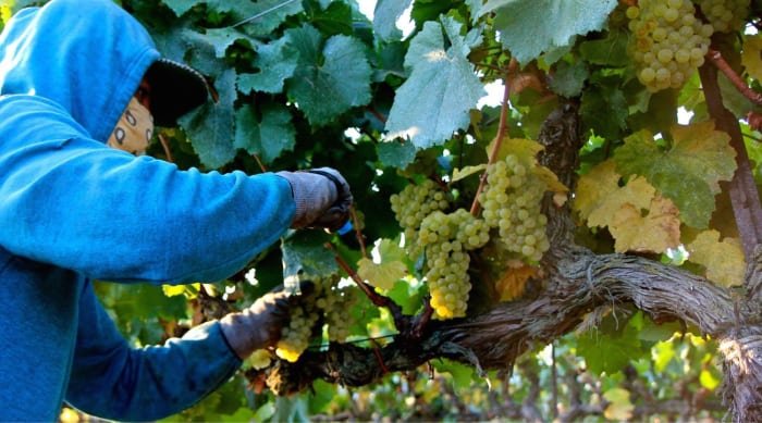 Chardonnay grapes are malleable enough to take on the influences of the terroir and the winemaking processes - making it even more exciting to grow.  