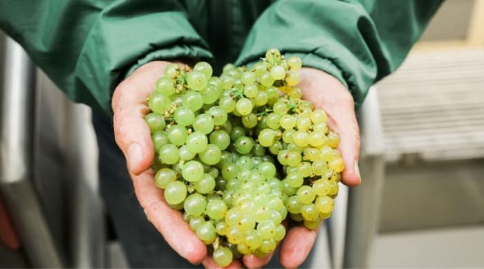 Chardonnay is diverse in nature, and allows the winemaker to mix, match and experiment with different styles of wine making. 