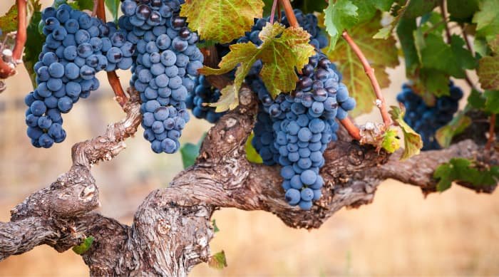 Cabernet Franc is a red wine grape varietal believed to have originated in France’s Basque country, close to the Spanish border. 