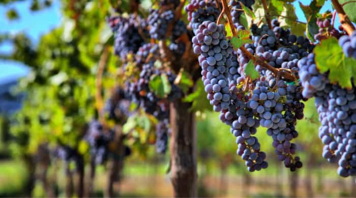 Pinot Noir is a red grape varietal that winemakers find tough to cultivate because of its fragile skin and refusal to fully ripen when there’s insufficient sunshine.