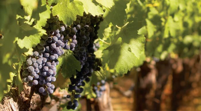 How Barbaresco wine is different from Barolo and Brunello wines.