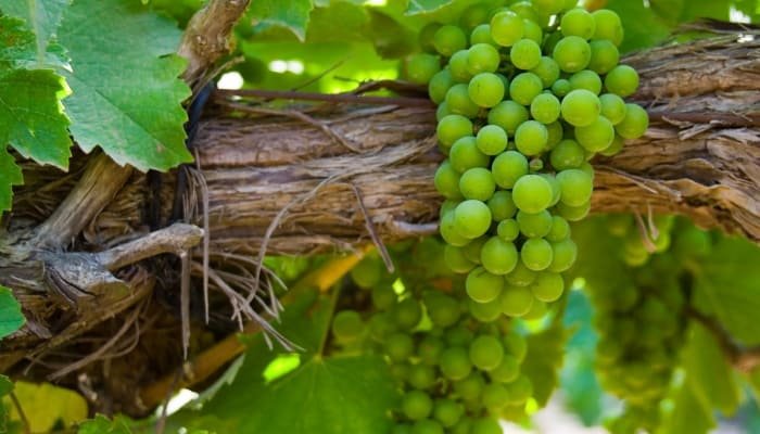 Chenin Blanc: The Grape Used to make Vouvray Wine