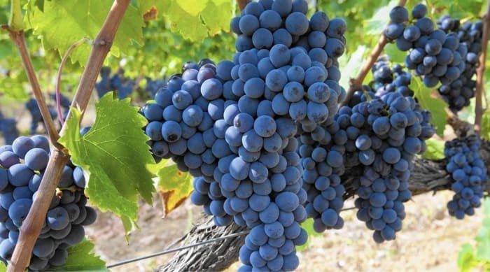 Viticulture of Sangiovese Grapes