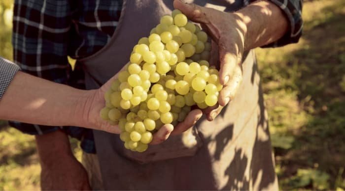 Muscat or Moscato is a family of grapes that includes over 200 varieties.