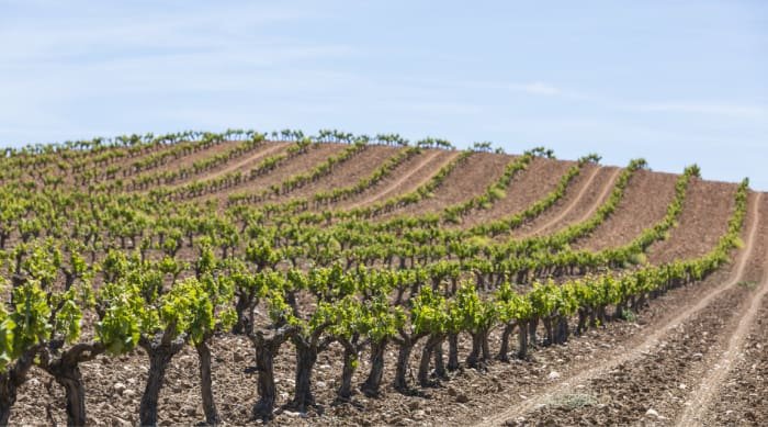 Vega Sicilia’s vineyards keep their yields low through green harvesting and meticulous grape selection.
