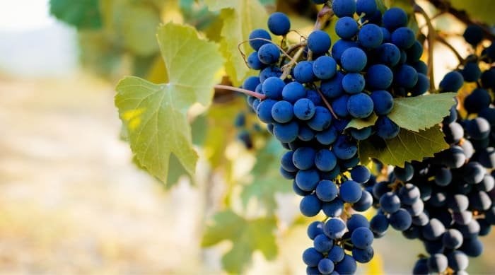 Barbera is a luscious red wine that is predominantly produced in Piedmont, Italy. 