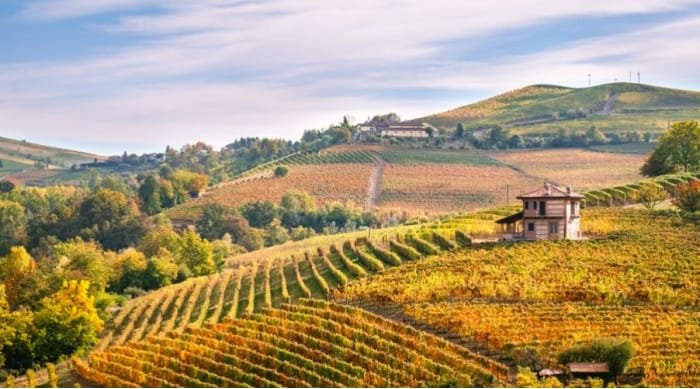 Piedmont is the birthplace of the Barbera grape.