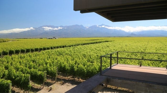 Even though Mendoza winemakers focus on the light, pink-skinned grapes, they also grow grapes from the Barbera family and use them primarily for blended wines.