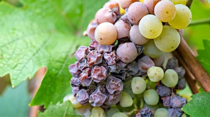 The grapes of Sauternes are made up of: Semillon, Sauvignon Blanc and Muscadelle.