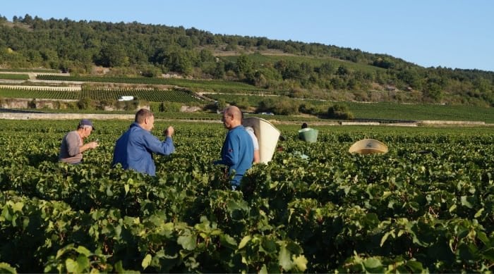 Meursault wine: Which Crus to Consider for Ageworthy Wines