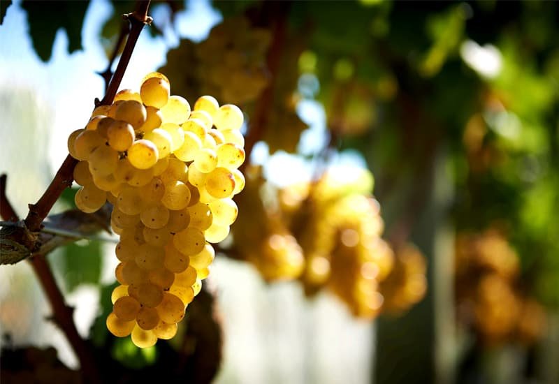 Italian White Wine Grape, Sauvignon