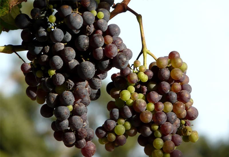Italian Grape Malvasia Bianca