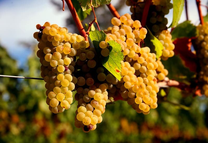 Italian white wine grape Chardonnay