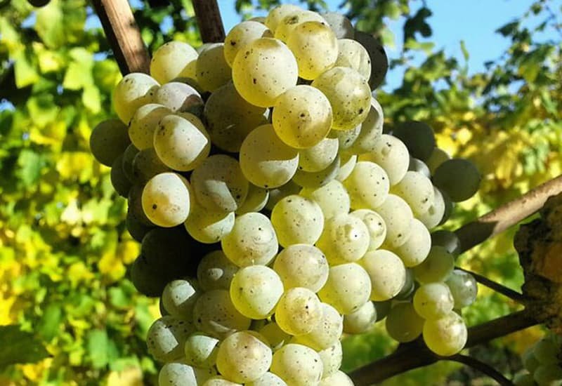 Italian white wine Trebbiano