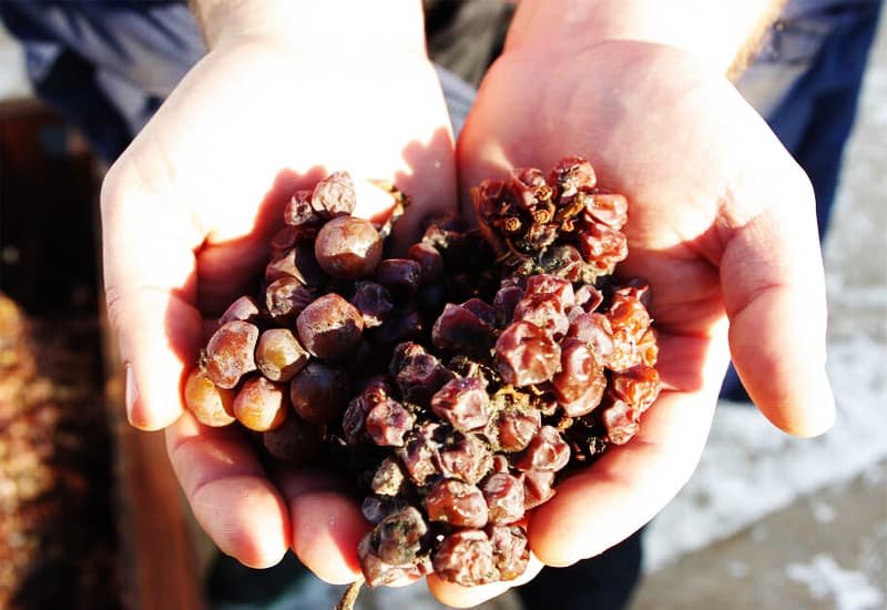 To make a sweet wine, riesling grapes are left on the vines for longer before harvesting.