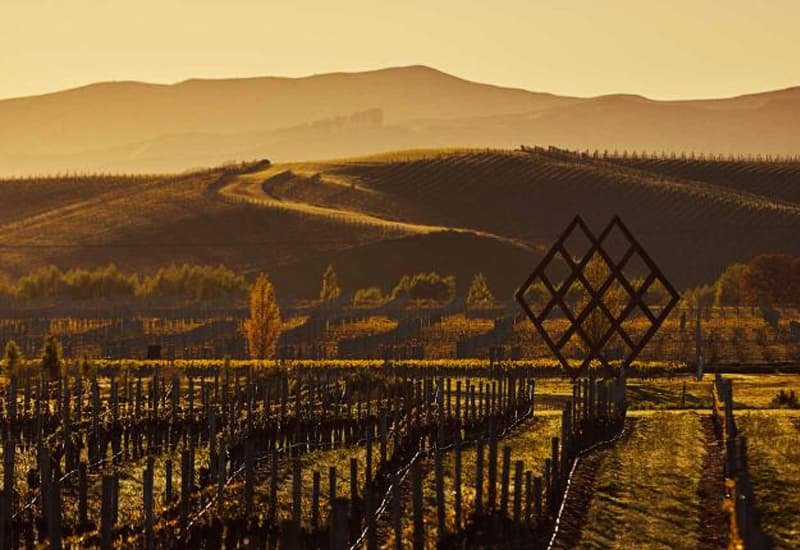 Riesling vineyards in New Zealand