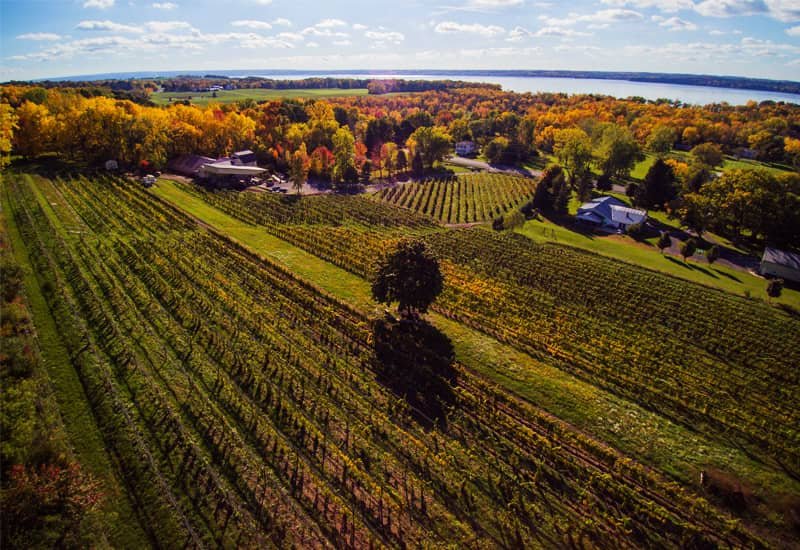 Riesling vineyards in The United States