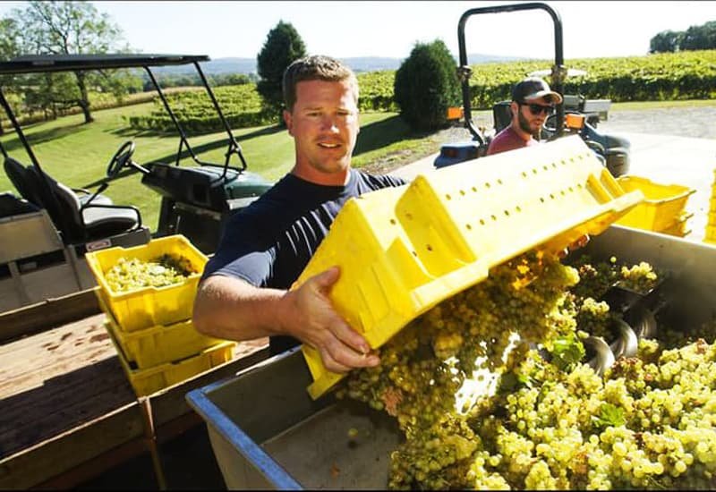 During harvesting, the winemaker is very careful not to damage the riesling grapes used to make sweet wine. 