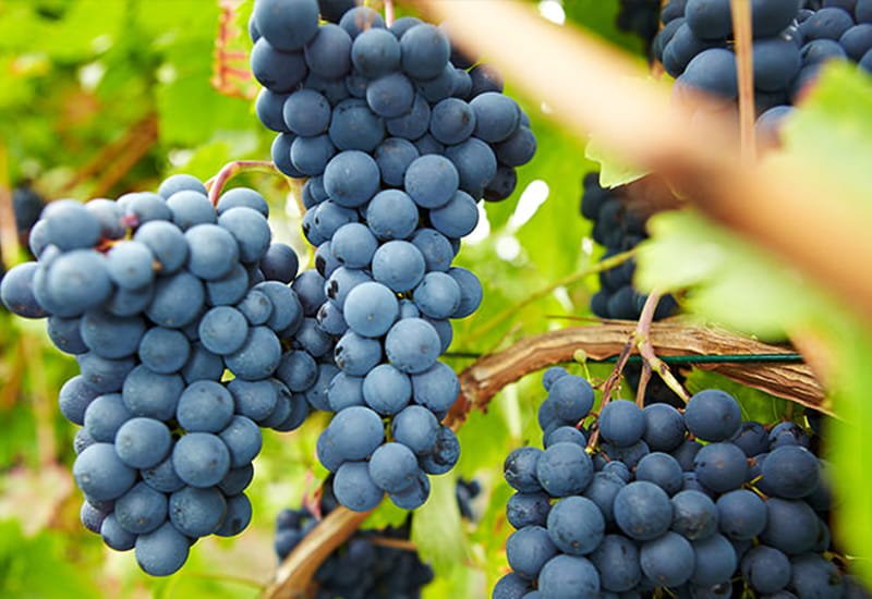 Pinot Blanc, Pinot Gris, and Pinot Grigio are color mutations of Pinot Noir.