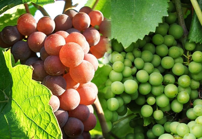 Pinot Blanc is often used in late harvest botrytis wines, and has a sweet taste with a warm palate.