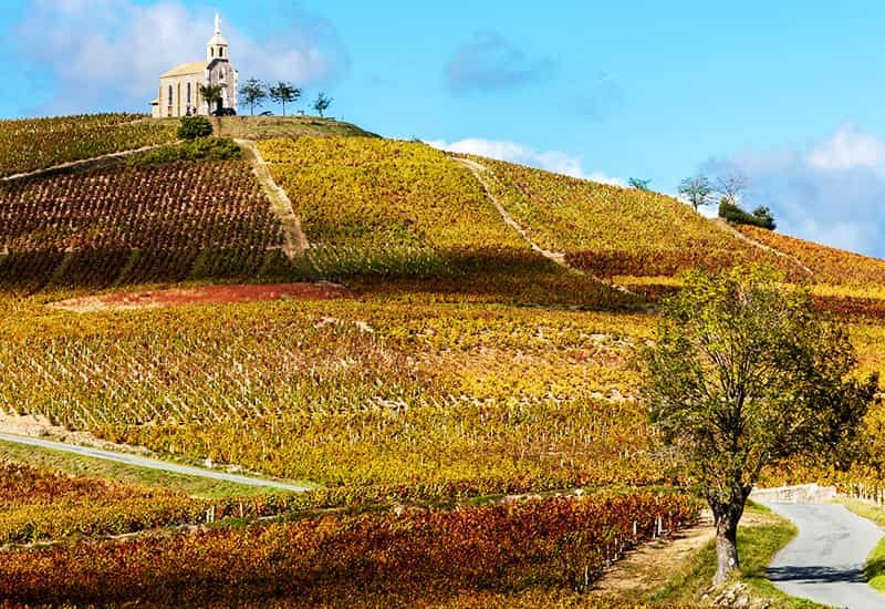 Beaujolais experiences a semi-continental climate with warm summers and cold winters.
