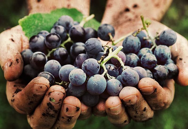 Although Gamay is used to produce light and easy-drinking Beaujolais Nouveau wines, it also makes some of the most complex red wines (like Fleurie Cru.)