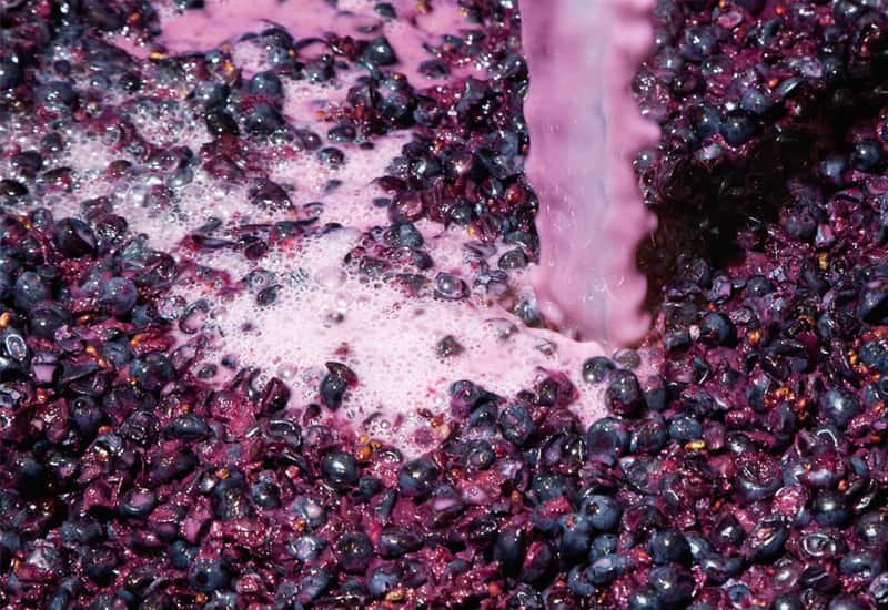 For Beaujolais AOC crus, maceration is carried out for 10-15 days. While, for Beaujolais Nouveau and Beaujolais Villages Nouveau wines, it is performed for 4-6 days.