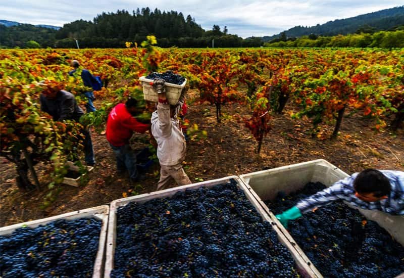 Zinfandel wine grape Ripening and Harvesting Process