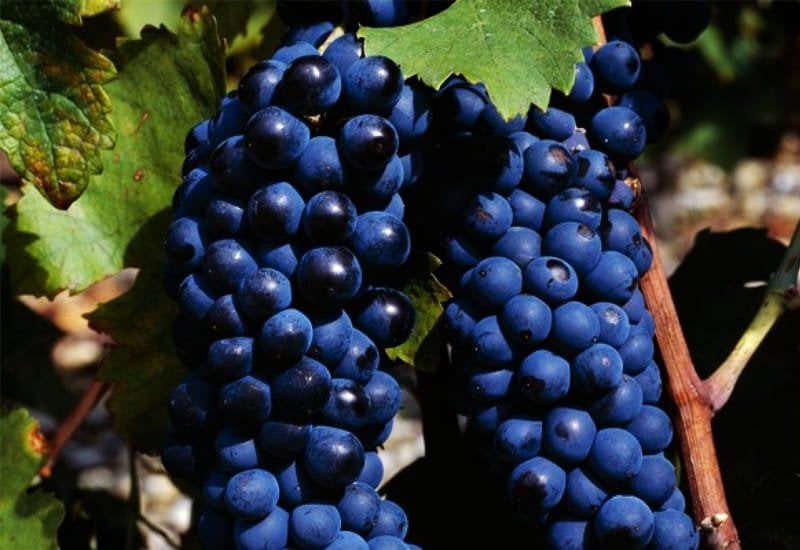 6007ed152a99cff44ae7b4f2_syrah-wine-syrah-grapes.jpg