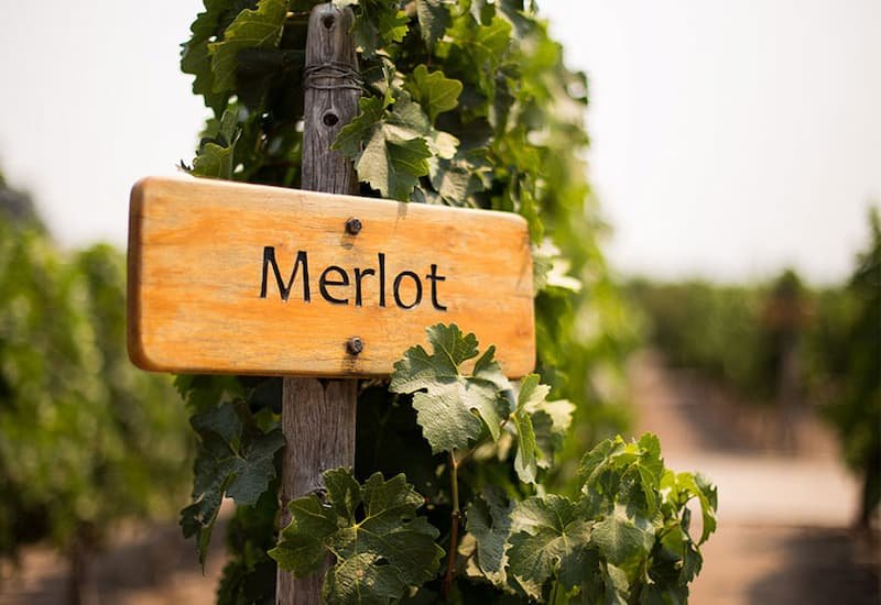 The earliest mention of Merlot was in 1784 when a Bordeaux official claimed that the red wine Merlau from Libournais was the best in the region.