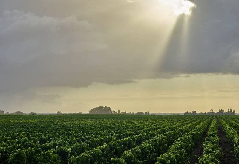 Merlot is grown in cool-climate regions (France, Italy, and Chile) as well as warm-climate regions (California and Australia).