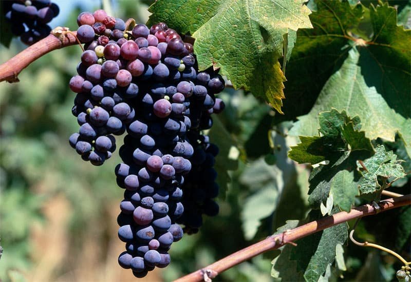 Pinotage is a dark-skinned grape that produces a wide range of red wines - from easy-drinking table wines to rich and concentrated wines. 