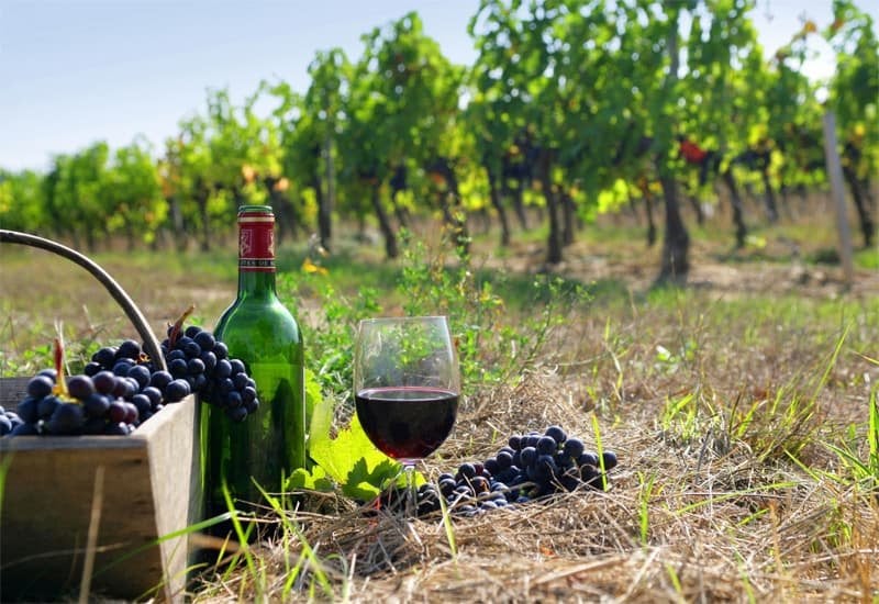 The roots of Burgundy wines can be traced back to the Roman empire.