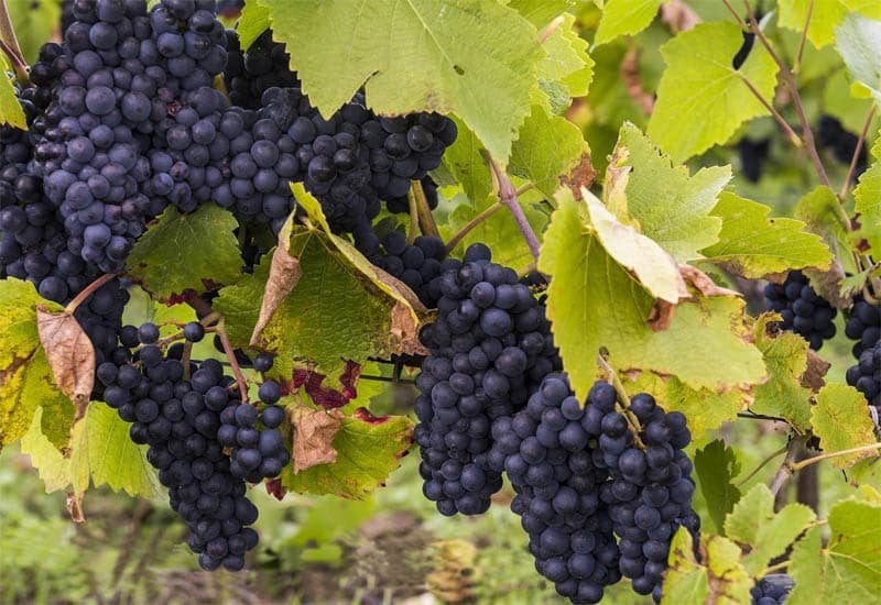 Burgundy’s cooler climate allows the Pinot Noir and Chardonnay grape to ripen slowly, creating elegant nuances in a wine that typically isn’t heavily bodied. 