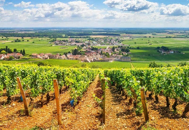 Côte de Nuits is located just south of Dijon. It is home to 24 Grand Cru vineyards that occupy the eastern slopes, starting with northern Gevrey-Chambertin to Vosne Romanee in the south.
