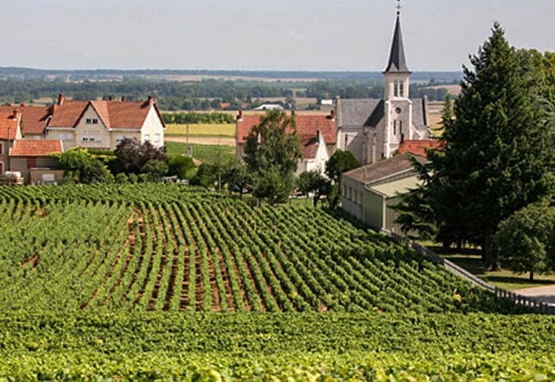 Côte de Nuits and Côte de Beaune are known together as Côte d’Or and are historically the most important Burgundy wine regions.