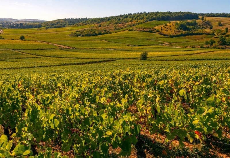 Côte Chalonnaise is known for great value Pinot Noir and smooth Chardonnay, from villages like Mercurey, Montagny, and Givry. 