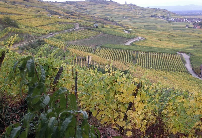Alsace region is the largest producer of Gewurztraminer.
