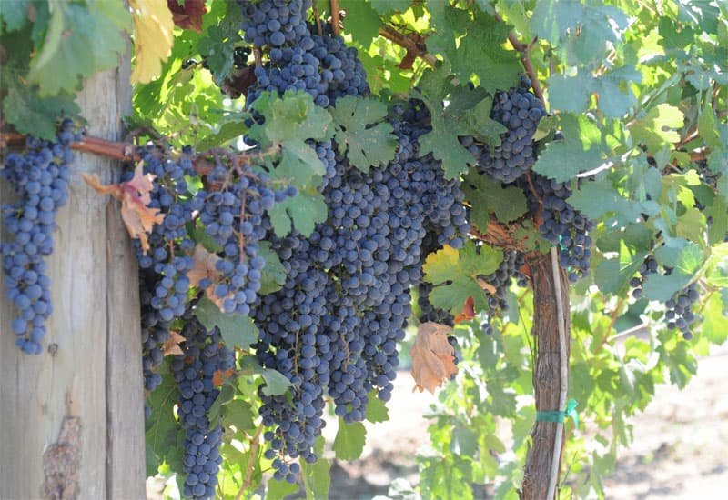 Cabernet Franc grapes vintner Mario Incisa della Rocchetta planted his first vineyard in 1944.