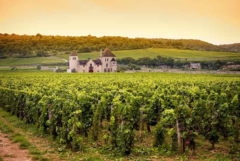 Burgundy produces some of the world’s priciest wines, with its most expensive wine costing well over $10,000 compared to the most pricey Bordeaux at around $4,500.