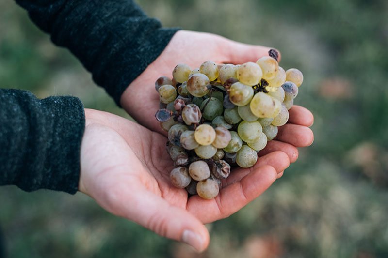 The Viognier grape variety is tough to grow because the grape tends to develop powdery mildew.