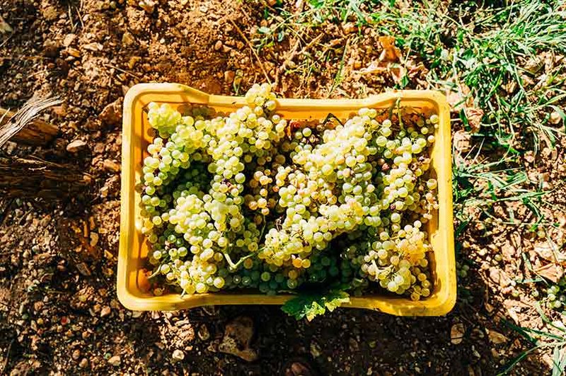 Viognier goes through a complex winemaking process, which greatly affects the quality and taste of the wine.‍