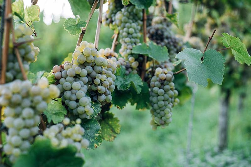 ach wine region produces a unique Viognier, with France favoring the classic Viognier wine.