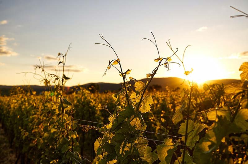 Mendoza produces the majority of the country’s Viognier, with 250 hectares dedicated to the white wine grape.