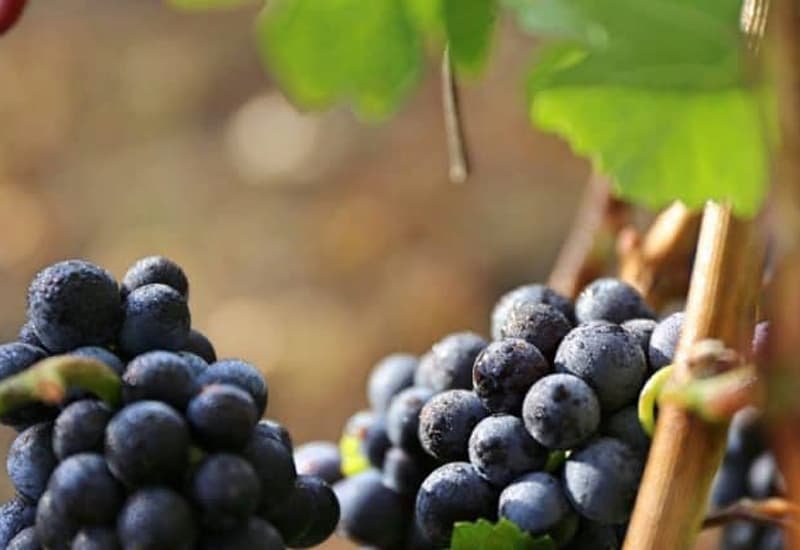 The primary red wine grape varietals grown by Pauillac are Cabernet Sauvignon, Merlot, Cabernet Franc, Petit Verdot, Malbec, and Carmenere.